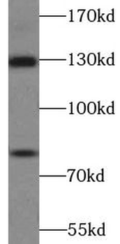 AMOT Antibody