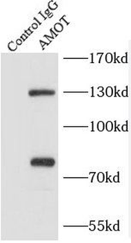 AMOT Antibody