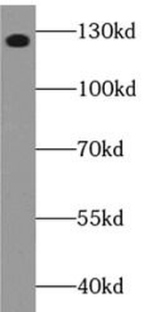 PIK3CG Rabbit Polyclonal Antibody