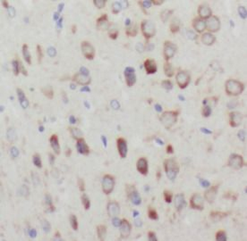 EPHA2 Antibody