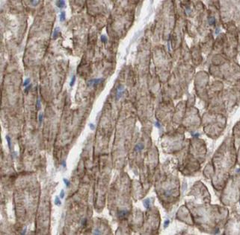 CXCR3 Antibody