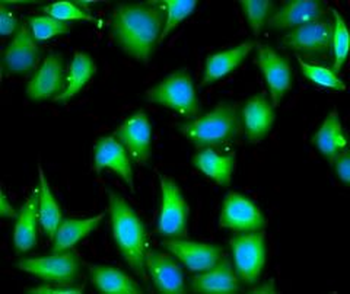 MYL3 Antibody