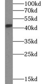 SH3GL1 Antibody