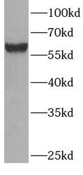 SLC2A2 Antibody