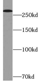 NF1 Rabbit Polyclonal Antibody