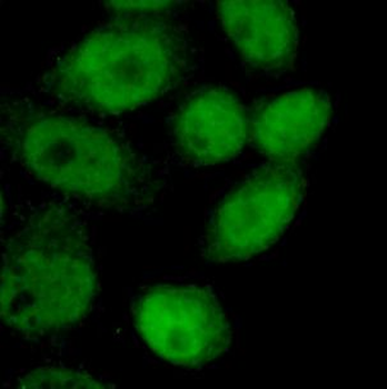 NF1 Antibody