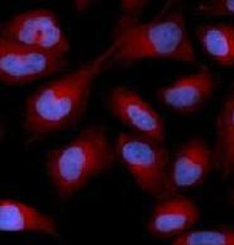 RAPGEF3 Antibody