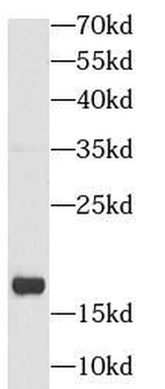 SNCA Mouse Monoclonal Antibody