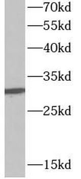 SFN Antibody