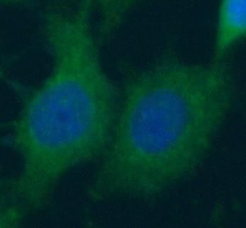 CASP14 Antibody