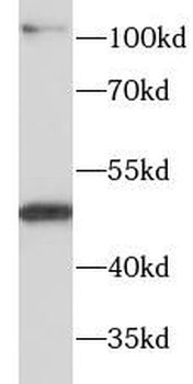 SLC16A1 Antibody