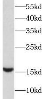 BIRC5 Antibody