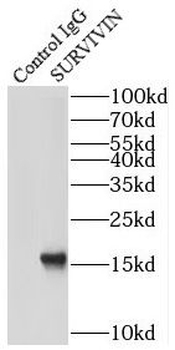 BIRC5 Antibody