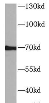 AHSG Antibody
