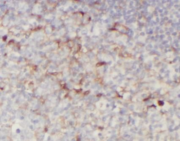SELPLG Antibody