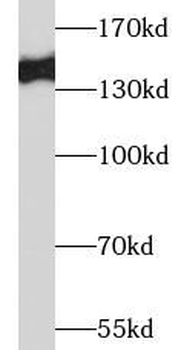 NOS3 Rabbit Polyclonal Antibody