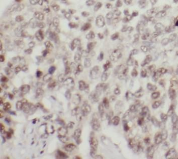 CREB1 Rabbit Polyclonal Antibody