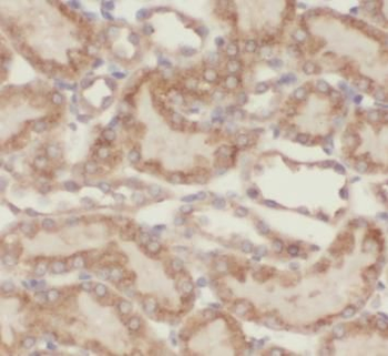 TOMM40 Antibody