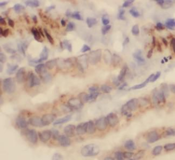 REG3A Antibody