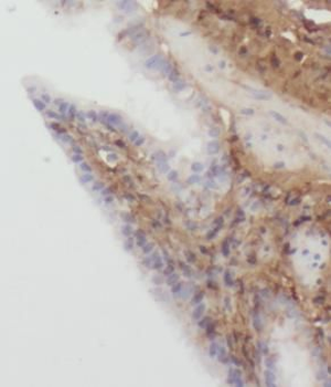 DEFB4A Antibody