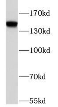 BRD1 Antibody