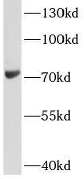 LOXL1 Antibody