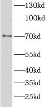 TAB2 Antibody