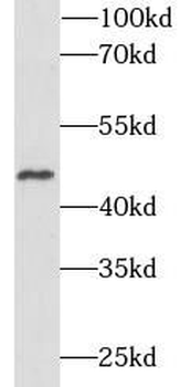 TFAP2A Mouse Monoclonal Antibody