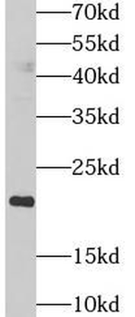 PPIC Antibody