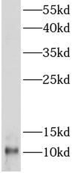 copeptin Antibody
