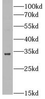 MSX1 Antibody
