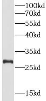 PINK1 Antibody