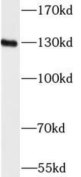 PECAM1 Rabbit Polyclonal Antibody