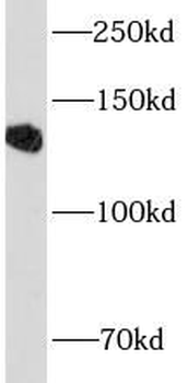 CD22 Rabbit Polyclonal Antibody