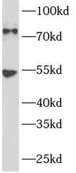 GAB1 Antibody