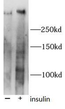 Phospho-MTOR (S2448) Antibody