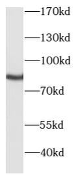 PRKCG Antibody