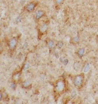 PRKCG Antibody