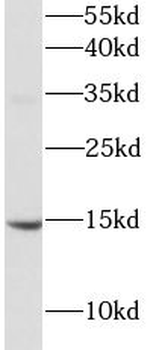 BDNF Rabbit Polyclonal Antibody
