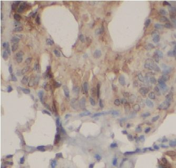 CASP8 Antibody