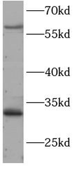 HSF2 Antibody