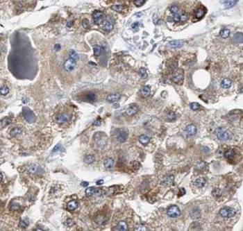 HSF2 Antibody