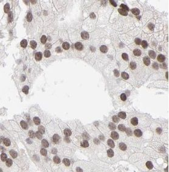 MPG Antibody