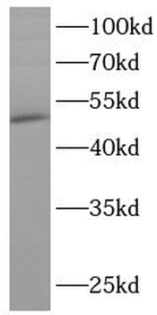 TARDBP Antibody