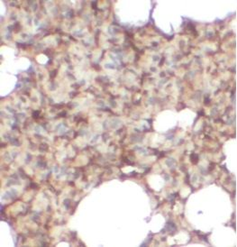PPL Rabbit Polyclonal Antibody