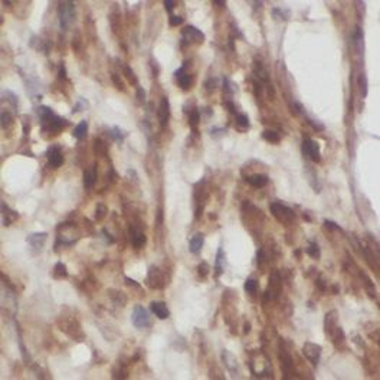 TRAF5 Antibody