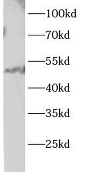 PRKN Antibody