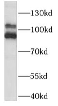 PLA2G4B Antibody