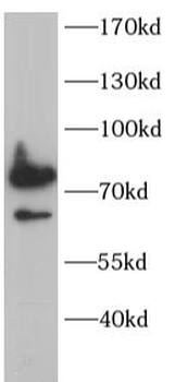 MSN Rabbit Polyclonal Antibody