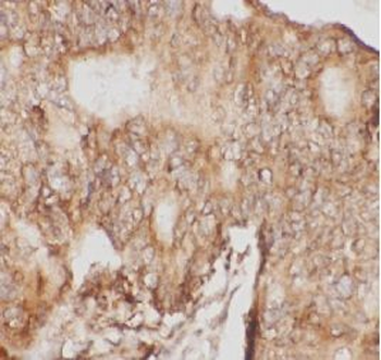 MSN Rabbit Polyclonal Antibody